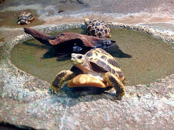 スッポンモドキとは 動植物の人気 最新記事を集めました はてな