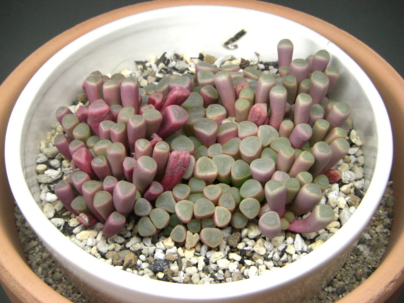 backend=imagemagick;version=1;