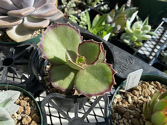 カランコエとは 動植物の人気 最新記事を集めました はてな