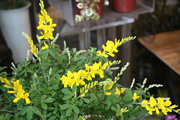 エニシダとは 動植物の人気 最新記事を集めました はてな エニシダとは 動植物の人気 最新記事を集めました はてな