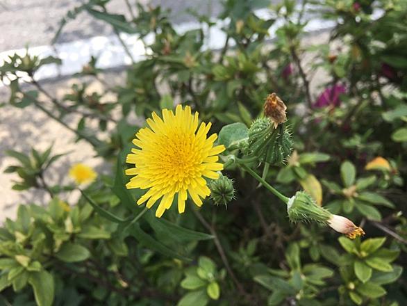 ノゲシとは 動植物の人気 最新記事を集めました はてな