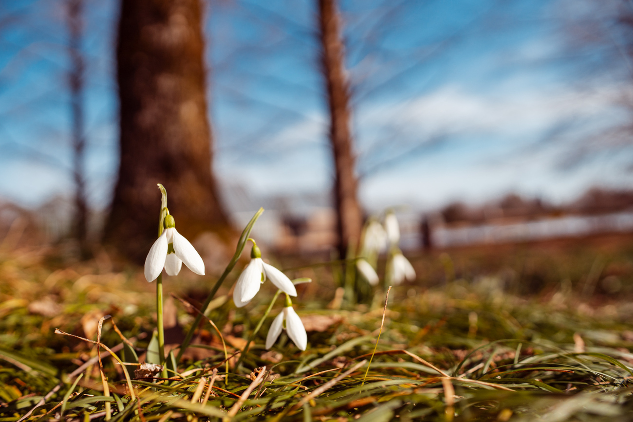 早春のスノードロップ - 光と風と薔薇と