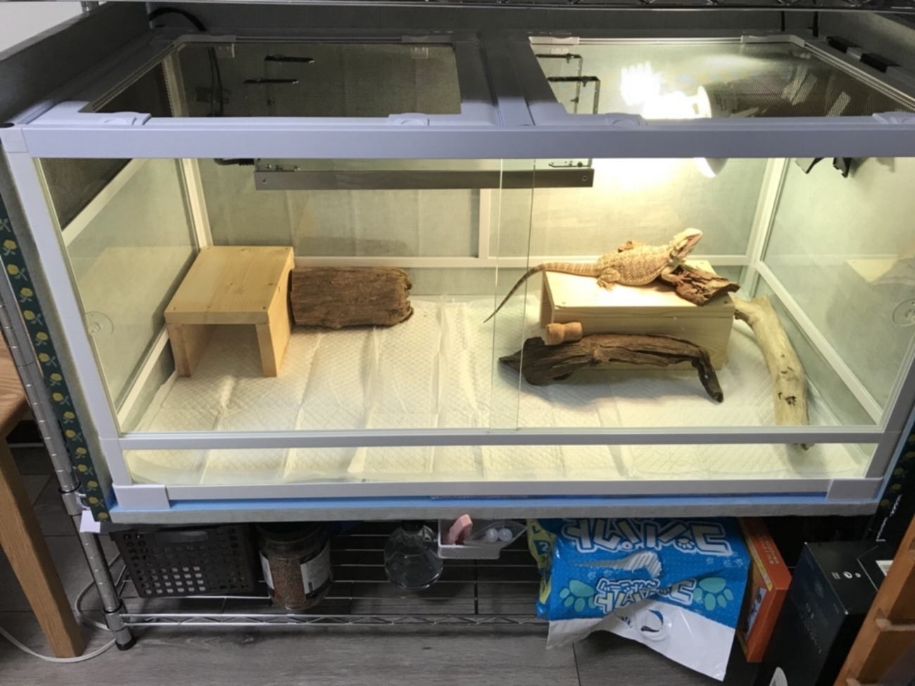 フトアゴヒゲトカゲこむぎ 新しいゲージに引っ越し！ - フトアゴヒゲ 