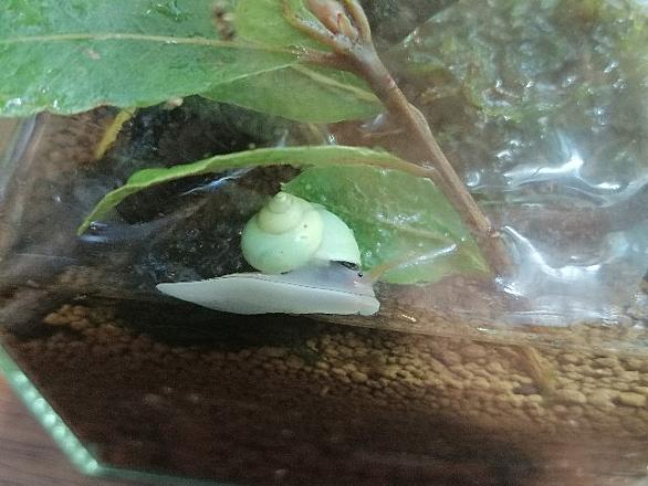 月桂樹の葉とは 食の人気 最新記事を集めました はてな 月桂樹の葉とは 食の人気 最新記事を集めました はてな