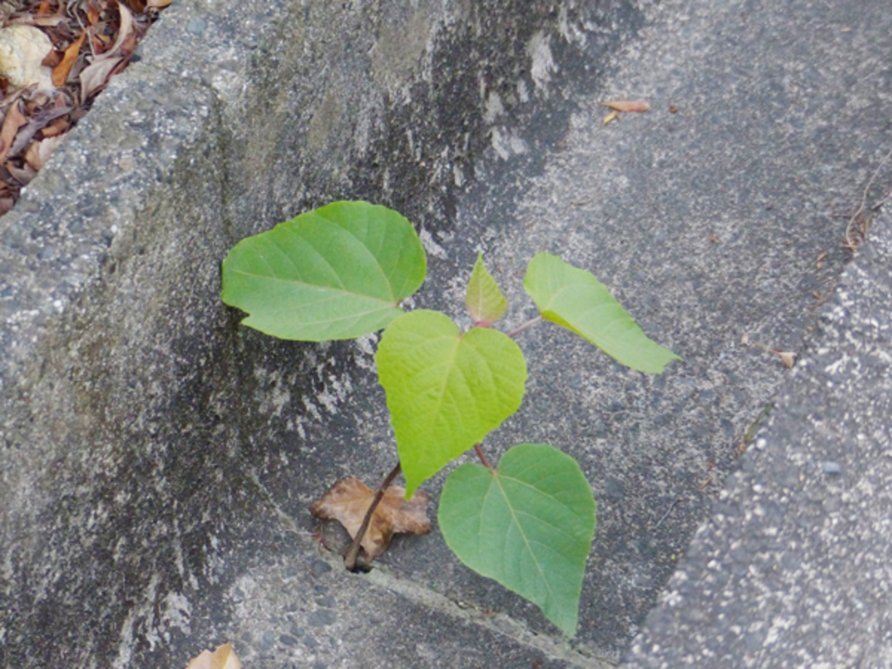 近所に生えてた葉っぱです 【公式通販】