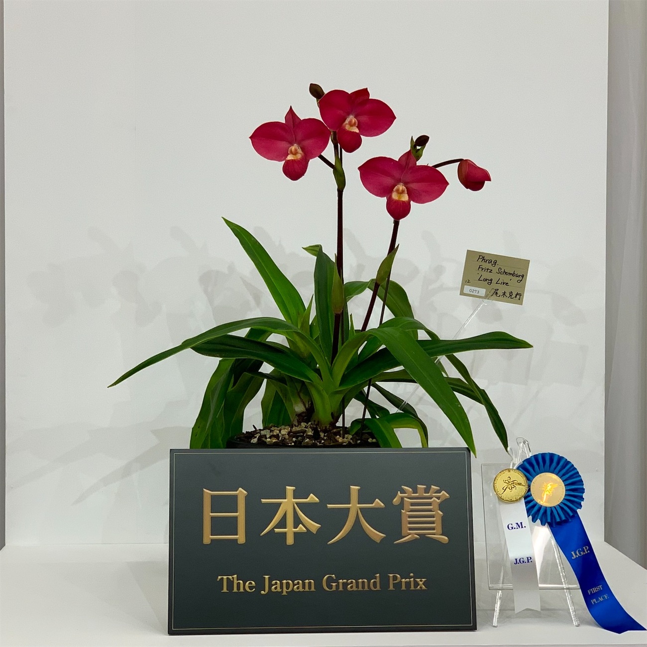 世界らん展2026に行ってきました - 純風満蘭（富貴蘭・風蘭ブログ 着生