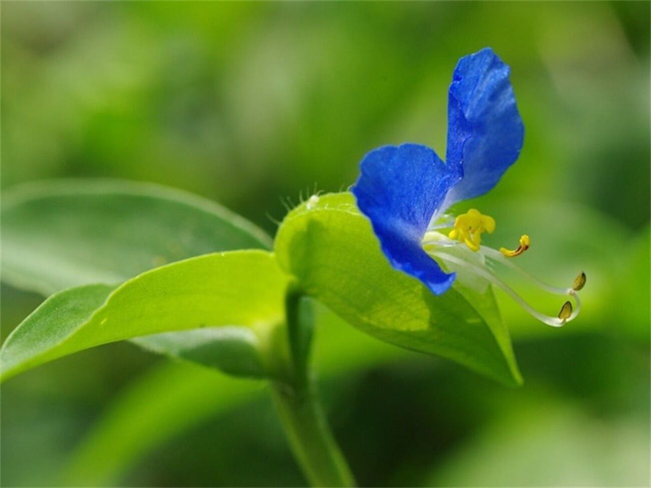 ツユクサ】梅雨を代表する雑草といえばこれ！？名前の由来や花言葉