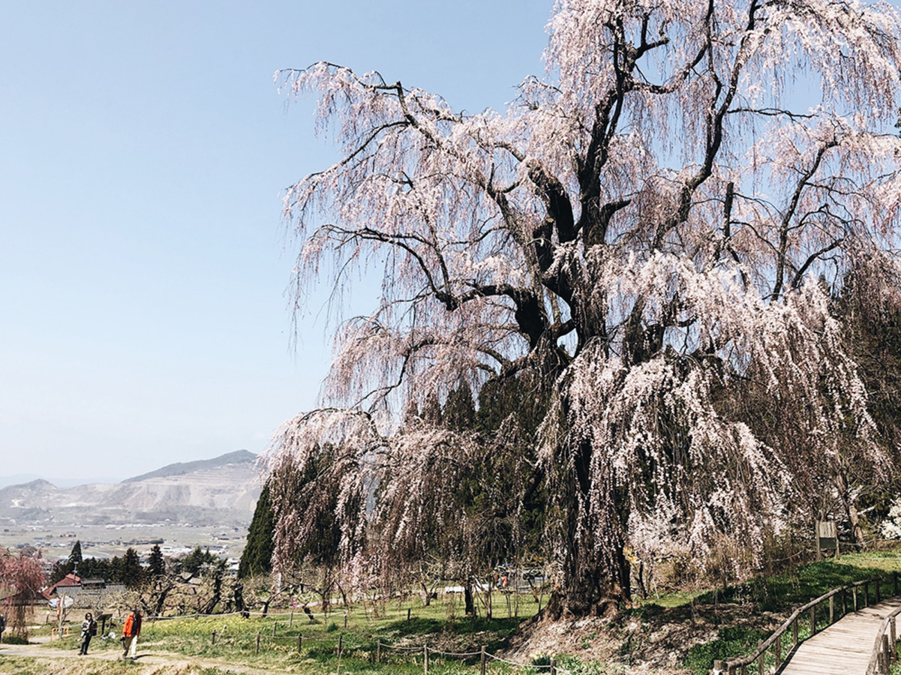 高山村・山ノ内町 ］樹齢100年越えの桜 - moca tabi