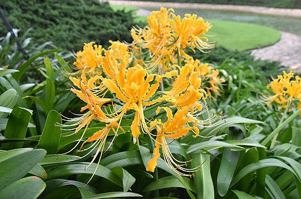 ショウキズイセンとは 動植物の人気 最新記事を集めました はてな ショウキズイセンとは 動植物の人気 最新記事を集めました はてな