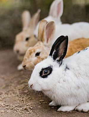 飼育委員会とは 一般の人気 最新記事を集めました はてな