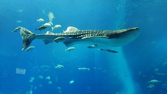 沖縄美ら海水族館とは 動植物の人気 最新記事を集めました はてな 沖縄美ら海水族館とは 動植物の人気 最新記事を集めました はてな