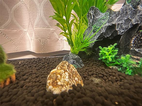 ミナミヌマエビとは 動植物の人気 最新記事を集めました はてな ミナミヌマエビとは 動植物の人気 最新記事を集めました はてな