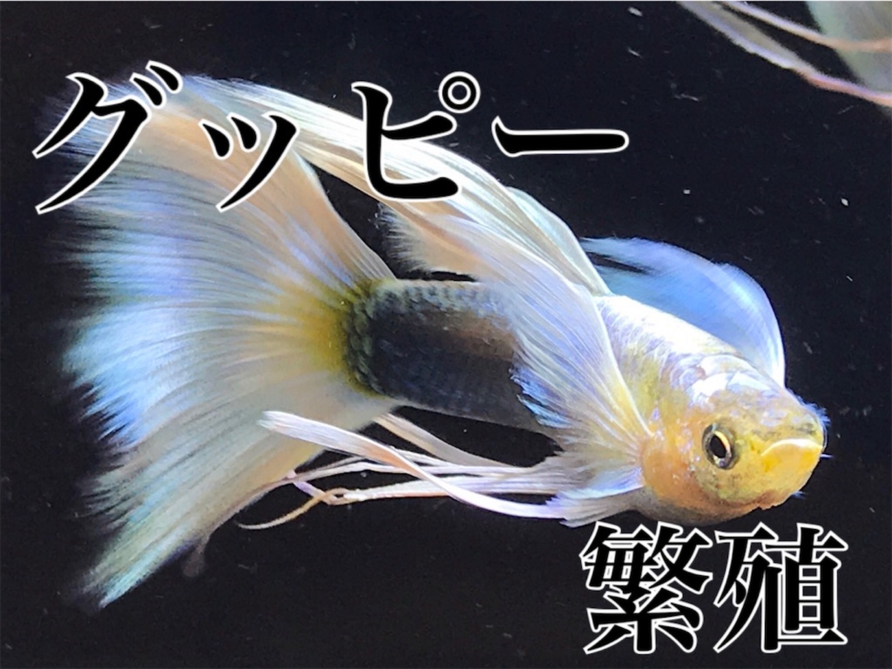 餌食牝 