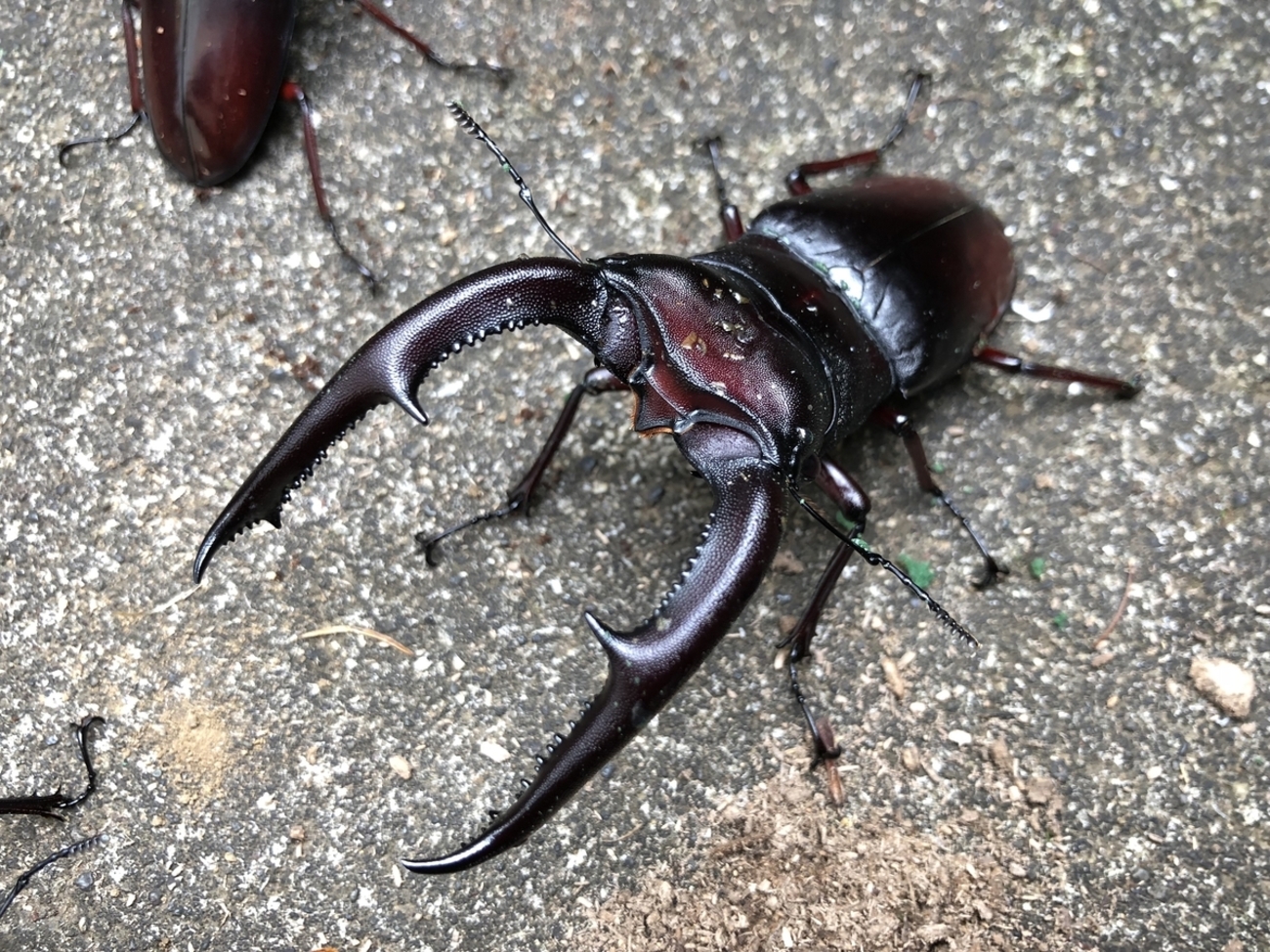 マンディブラリスフタマタの飼育方法について(ペアリング、産卵編 