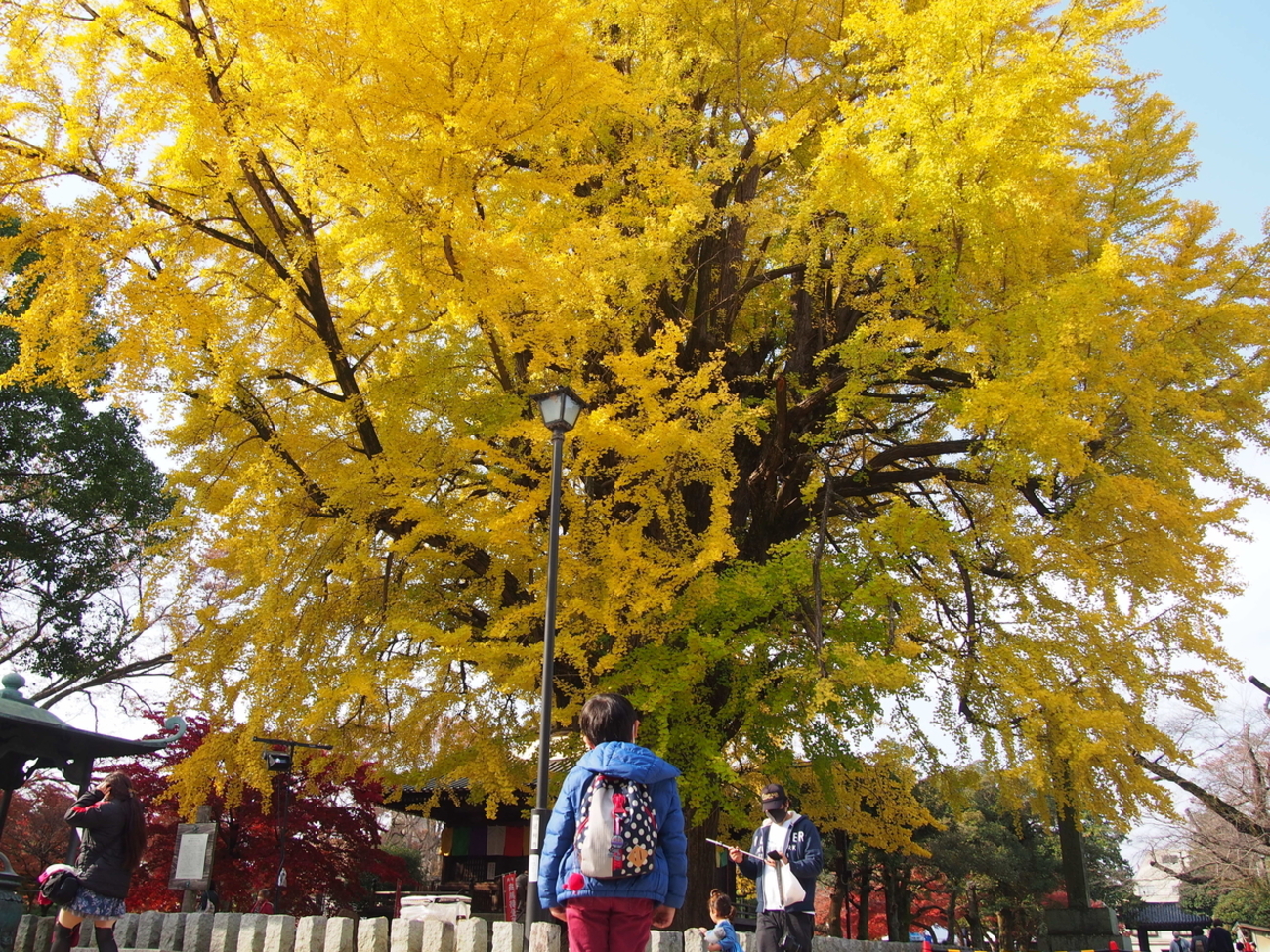 【中古】 播磨ハイキングを楽しむ 植物群生地、渓谷、城跡、低山、里山、公園をめぐる/牧歌舎/柴田泰典 低山ハイキング『鋸山』（長岡市）を楽しむ～♪: 八重咲日本