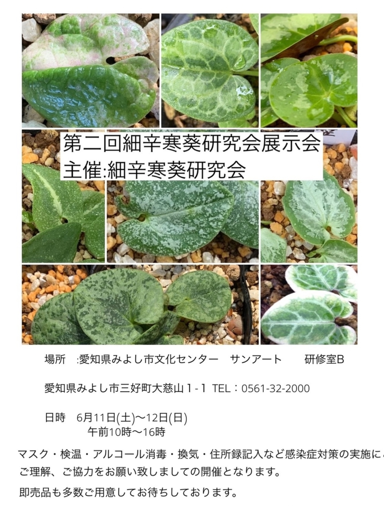 図鑑 細辛寒葵 銘鑑 細辛 寒葵 カンアオイ 山野草 参考書 古典園芸