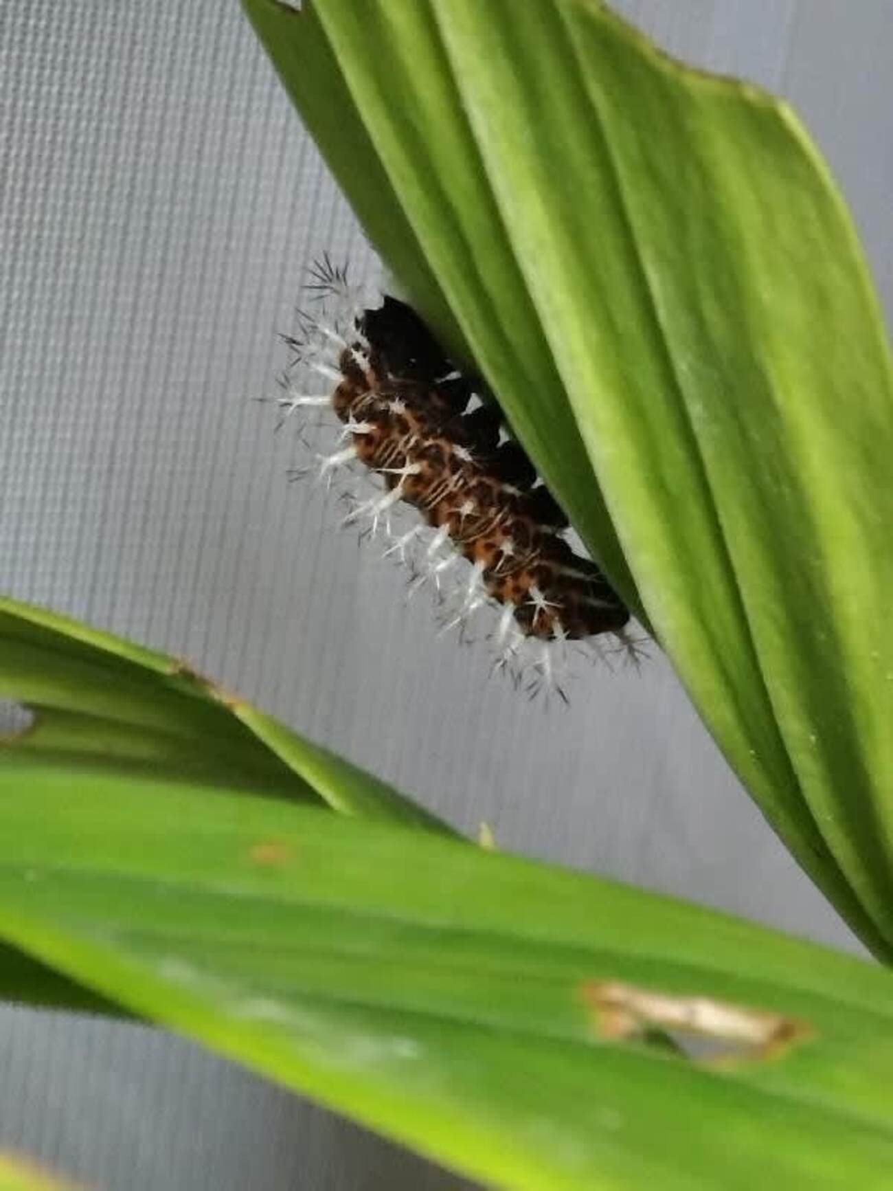 残り2匹　ルリタテハの幼虫が蛹へ【前蛹になる前に体が縮むようです！？】 - 昆虫観察ブログ