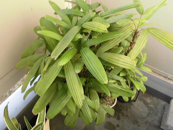 万年青とは 動植物の人気 最新記事を集めました はてな 万年青とは 動植物の人気 最新記事を集めました はてな