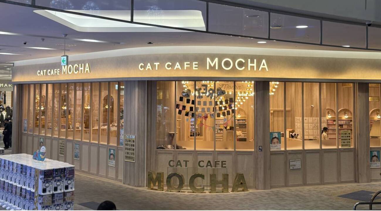 猫カフェMOCHAイオンモール羽生店に行ってきた！雰囲気や魅力を紹介 