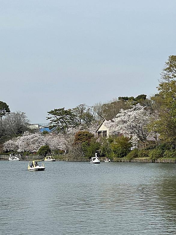 洗足池公園とは 地理の人気 最新記事を集めました はてな