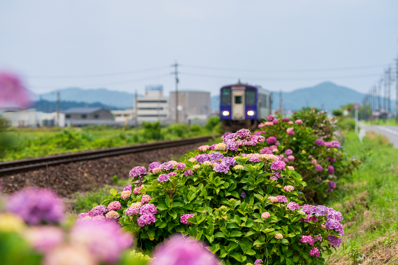 紫陽花とキハ120 - PONYの写真缶