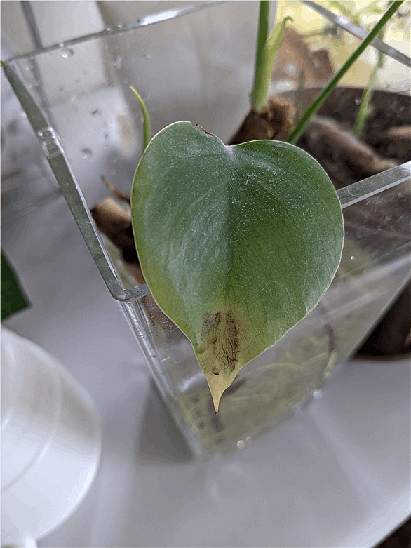 モンステラとは 動植物の人気 最新記事を集めました はてな モンステラとは 動植物の人気 最新記事を集めました はてな
