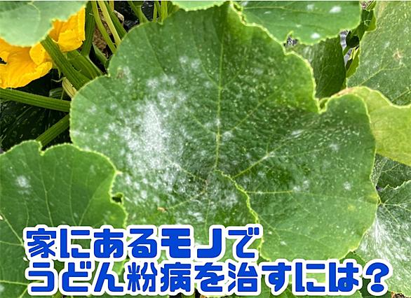うどんこ病とは 動植物の人気 最新記事を集めました はてな