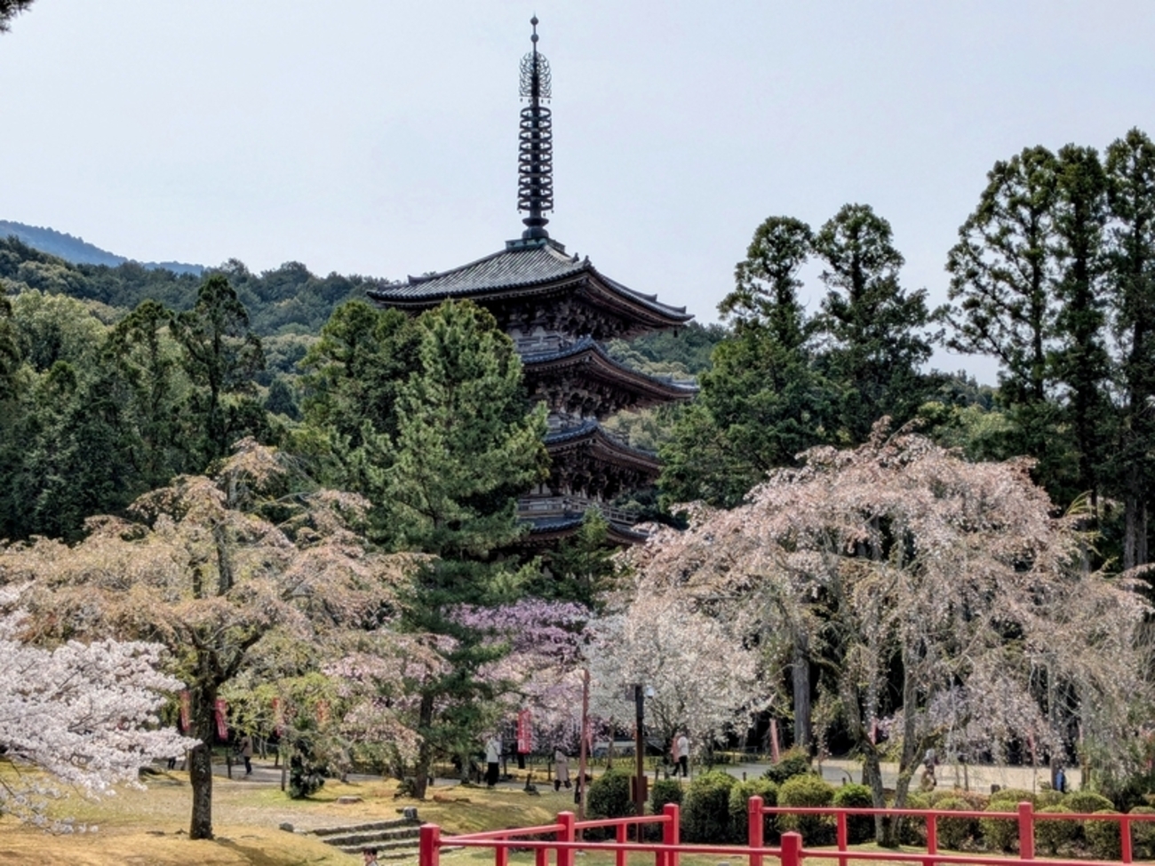 満開の桜に包まれた寺院、　桜、春、寺社仏閣 令和6年4月4日 満開の桜。ライトアップされた桜大仏。 #壺阪寺