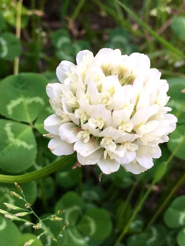 スピッツの歌詞を読む