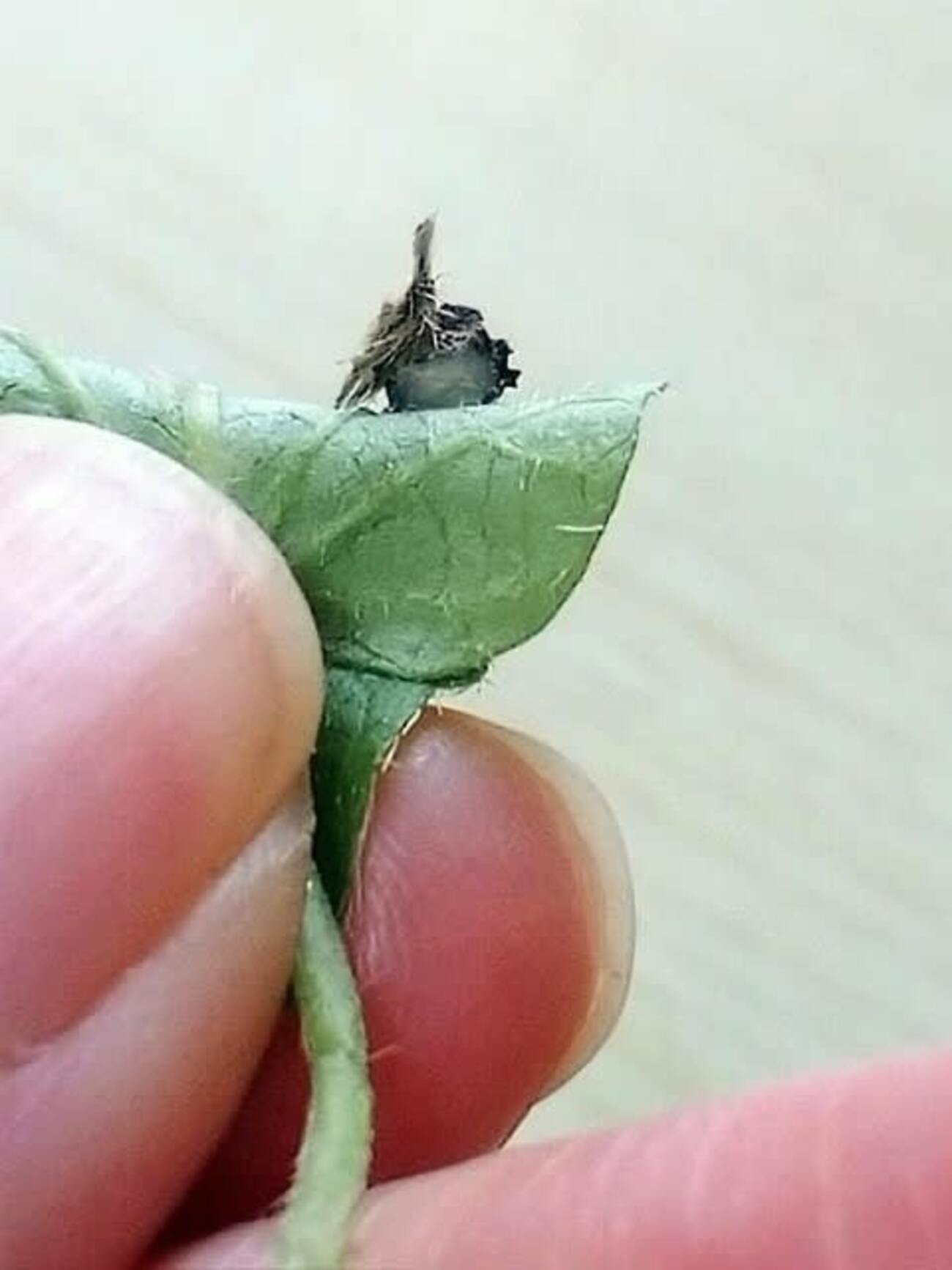 クサカゲロウ　蛹の観察 - 昆虫観察ブログ