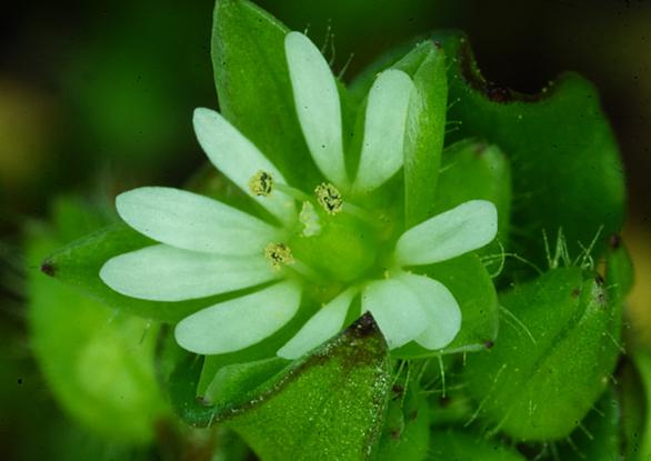 繁縷とは 動植物の人気 最新記事を集めました はてな
