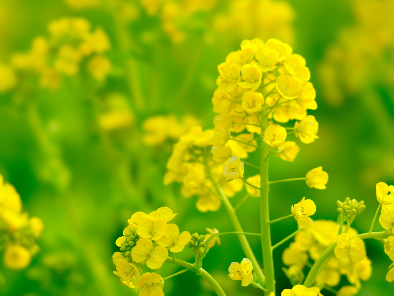 菜の花 Mustard Flower Trail in Orange County 菜の花が咲き乱れる