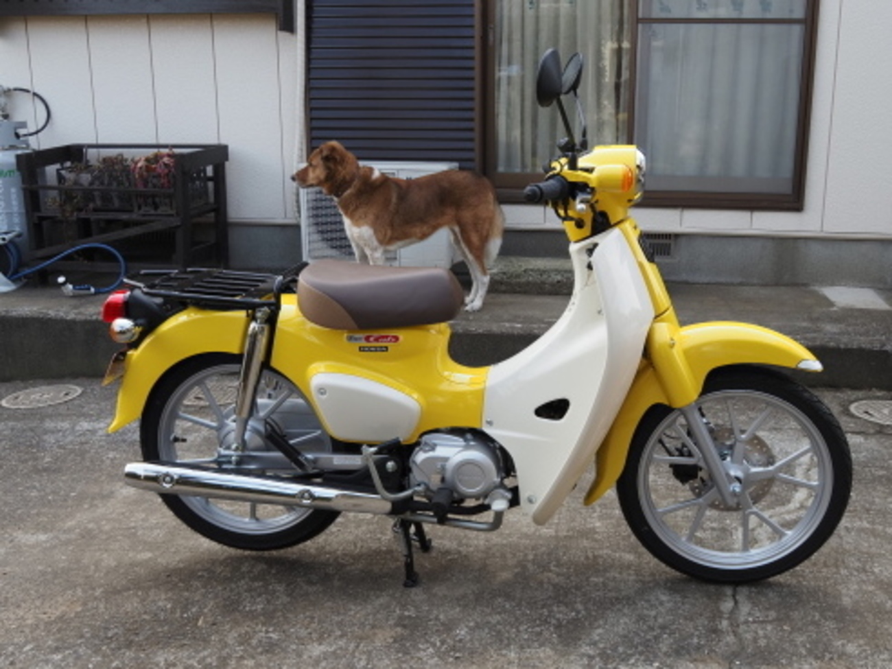 スーパーカブ110（JA59）納車 - tosibo3の徒然