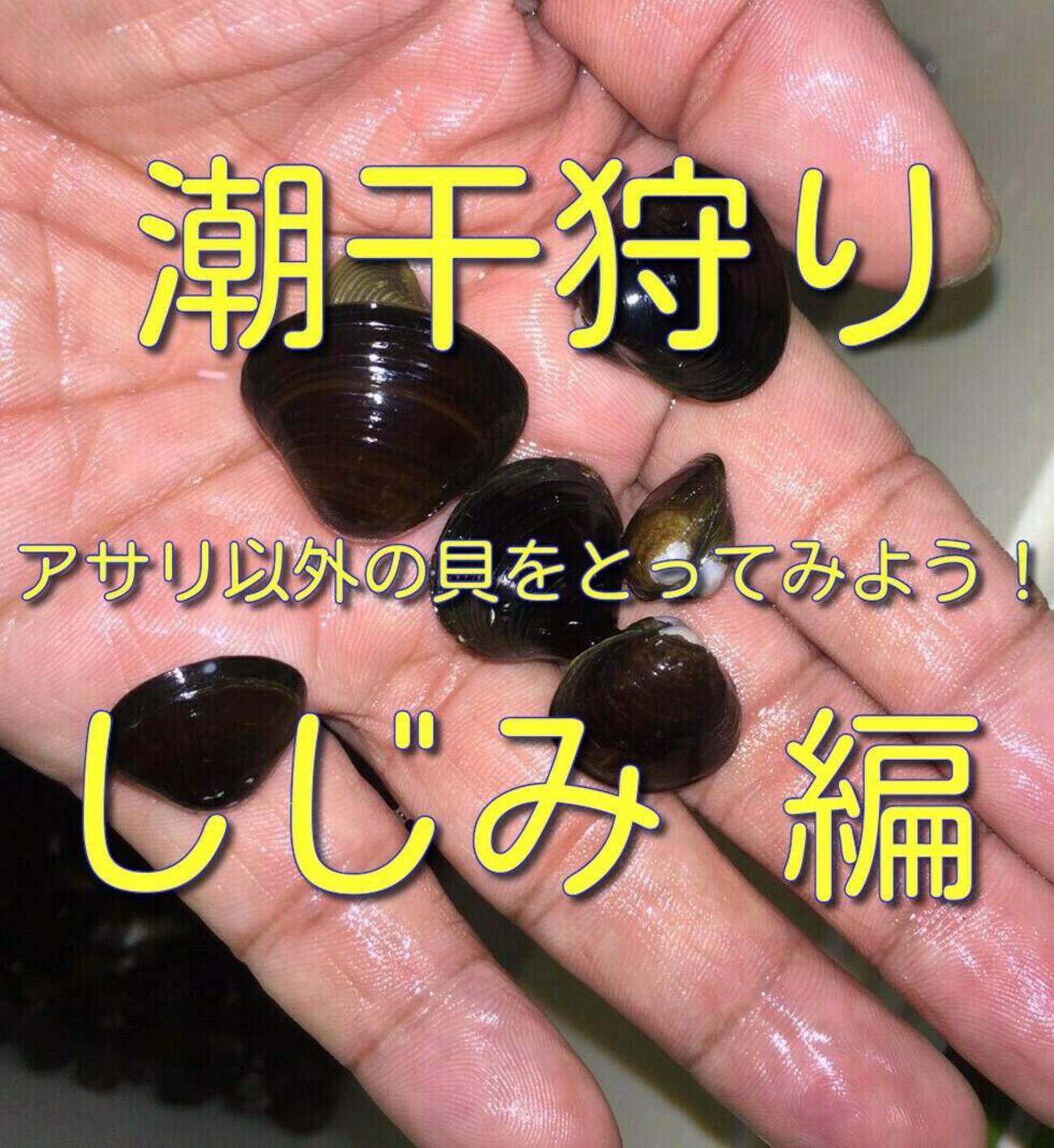 潮干狩り アサリ以外の貝をとってみよう！ しじみ採り（シジミ） 編 