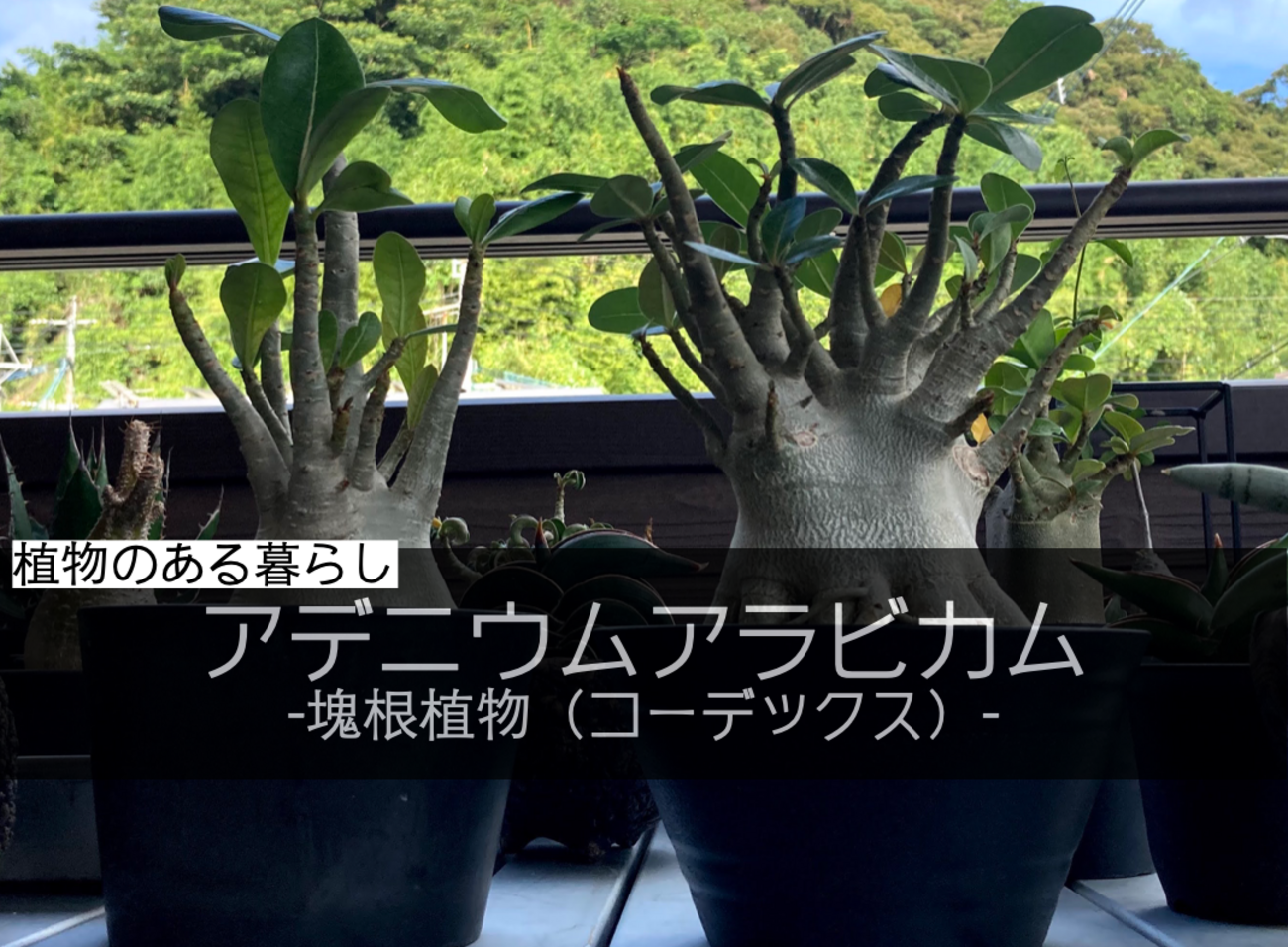 アデニウム アラビカム　多幹 アデニウム・アラビカム』🌱 ぷっくりと膨らんだ幹がかっこいい