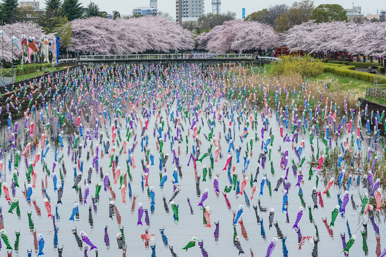 満開の桜とこいのぼりの共演！群馬・館林の「さくらとこいのぼりの里
