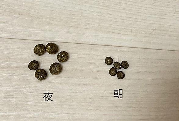 ホーランドロップイヤーとは 動植物の人気 最新記事を集めました はてな ホーランドロップイヤーとは 動植物の人気 最新記事を集めました はてな