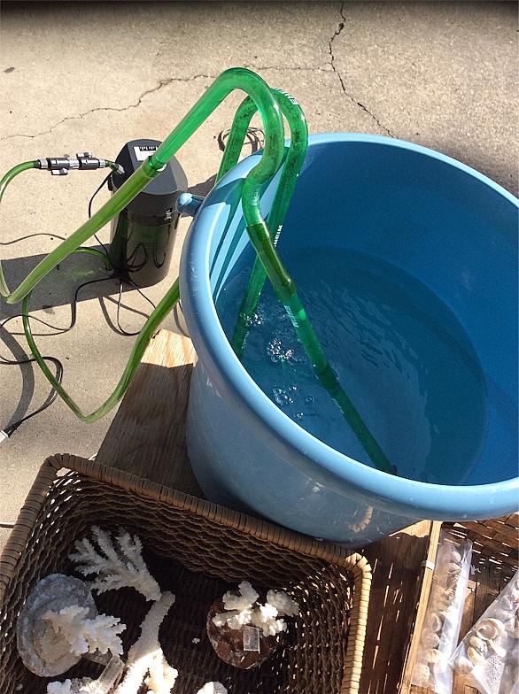 エーハイムとは 動植物の人気 最新記事を集めました はてな