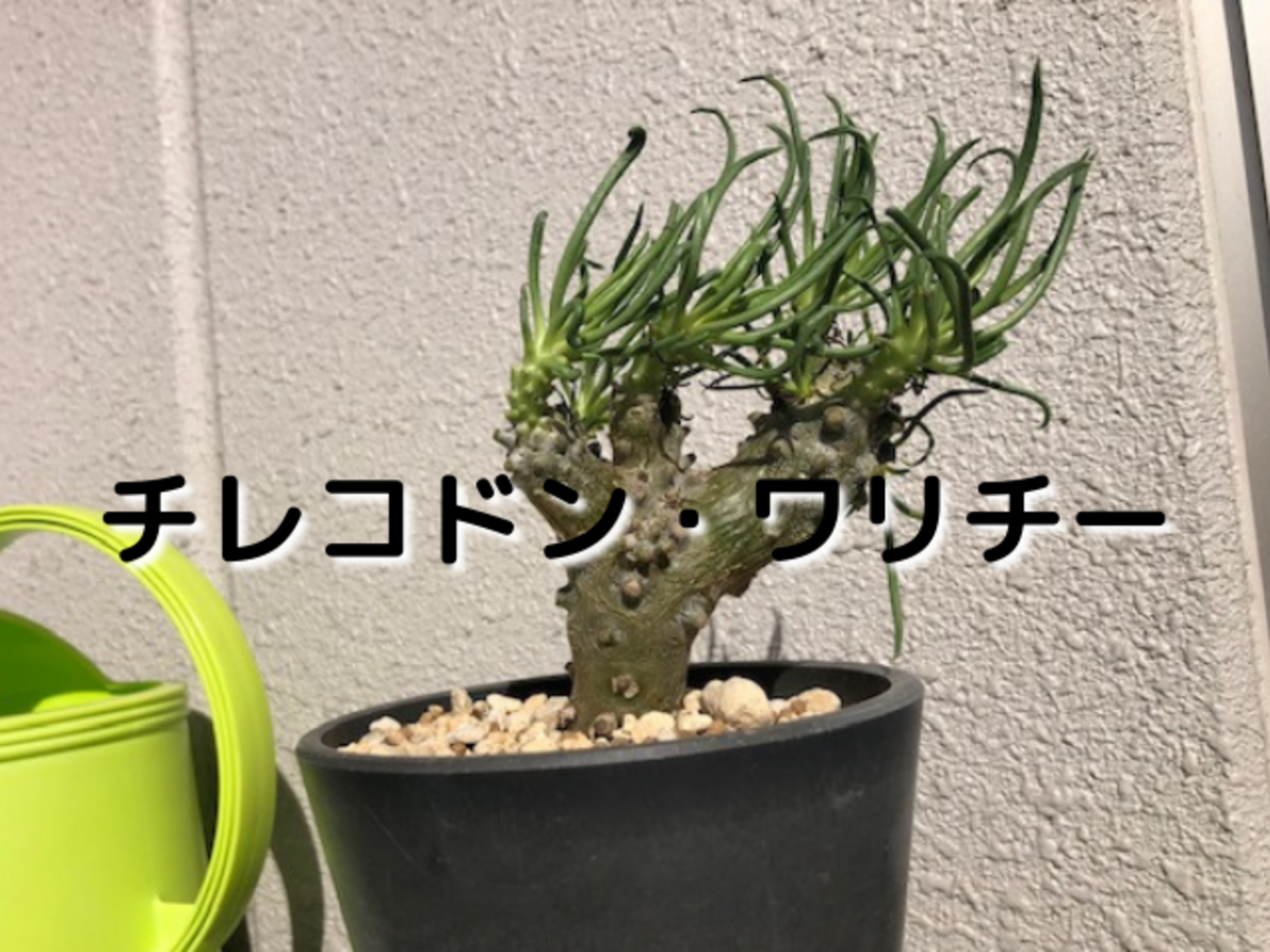 ワリチー チレコドン・ワリチー（奇峰錦）を購入しました。育て方など 