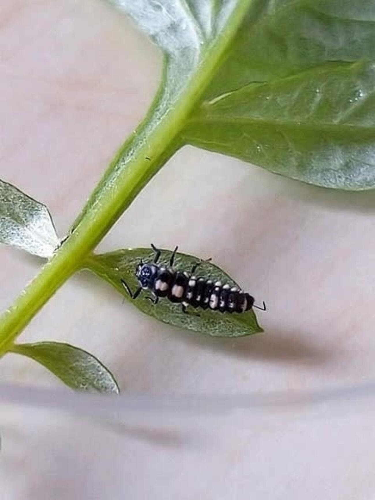 ヒメカメノコテントウ　幼虫が蛹になる様子を載せます - 昆虫観察ブログ