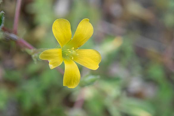 カタバミ科とは 動植物の人気 最新記事を集めました はてな カタバミ科とは 動植物の人気 最新記事を集めました はてな