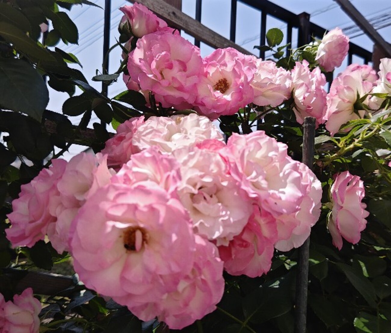 いろんな花たち - のみや牧場のかあこ日記