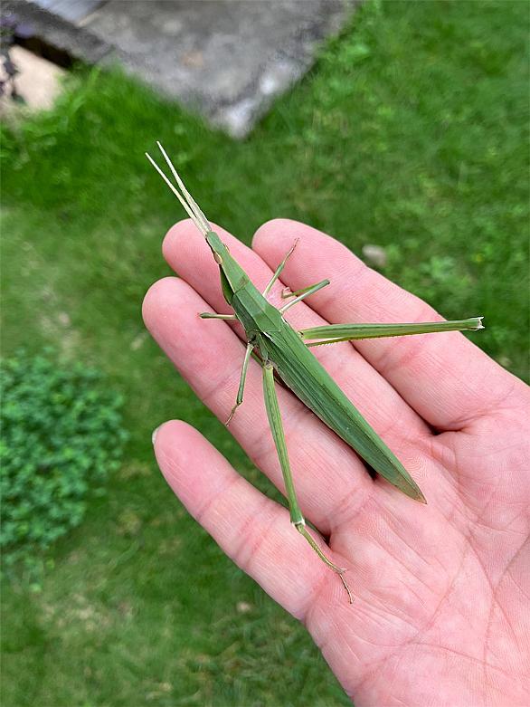 ショウリョウバッタとは 動植物の人気 最新記事を集めました はてな