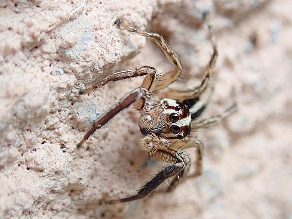 ハエトリグモとは 動植物の人気 最新記事を集めました はてな