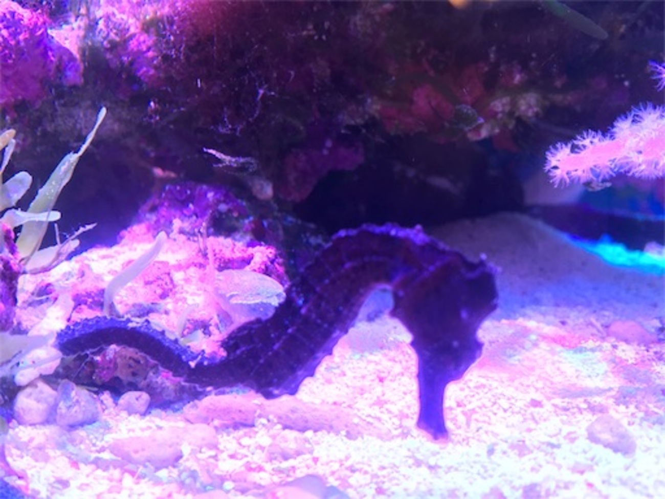 引取限定】カリビアンシーホース水槽セット