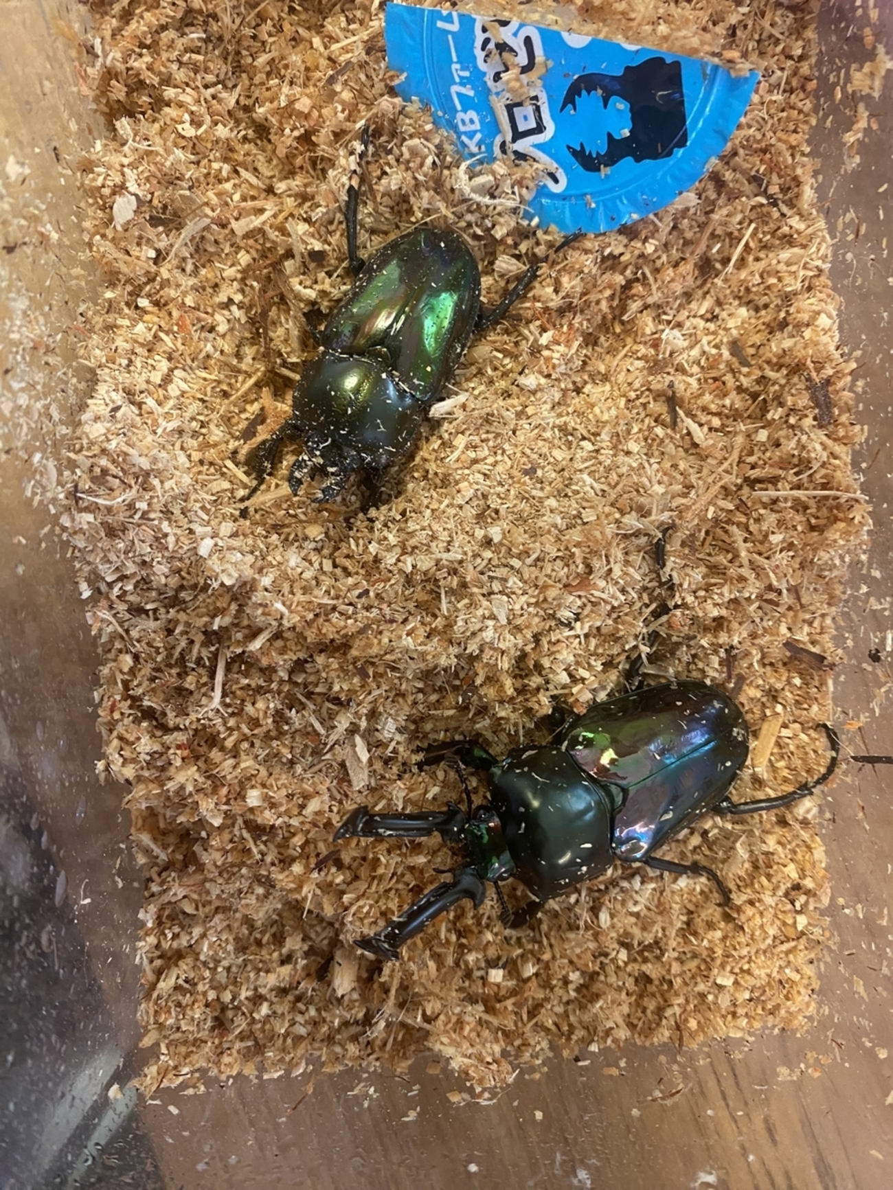 ニジイロクワガタの産卵セットを組む - 40のおじさんがクワガタ 