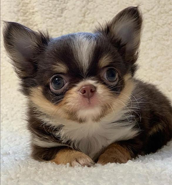 カール君とは スポーツの人気 最新記事を集めました はてな