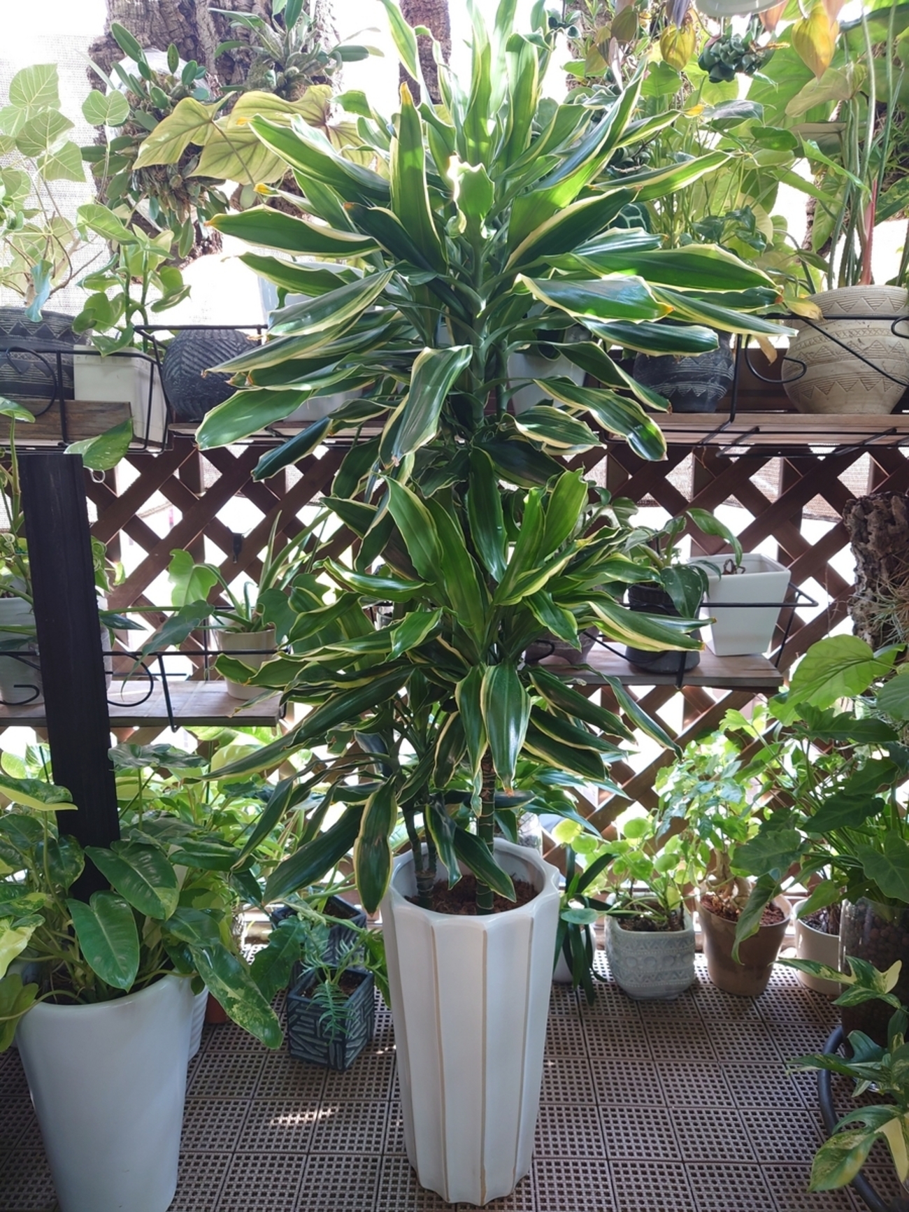 ドラセナ ゴールドコースト ファイバー鉢 お皿付き Amazon｜おしゃれ 観葉植物：ドラセナ ゴールドコースト*6号