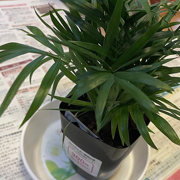 テーブルヤシとは 動植物の人気 最新記事を集めました はてな