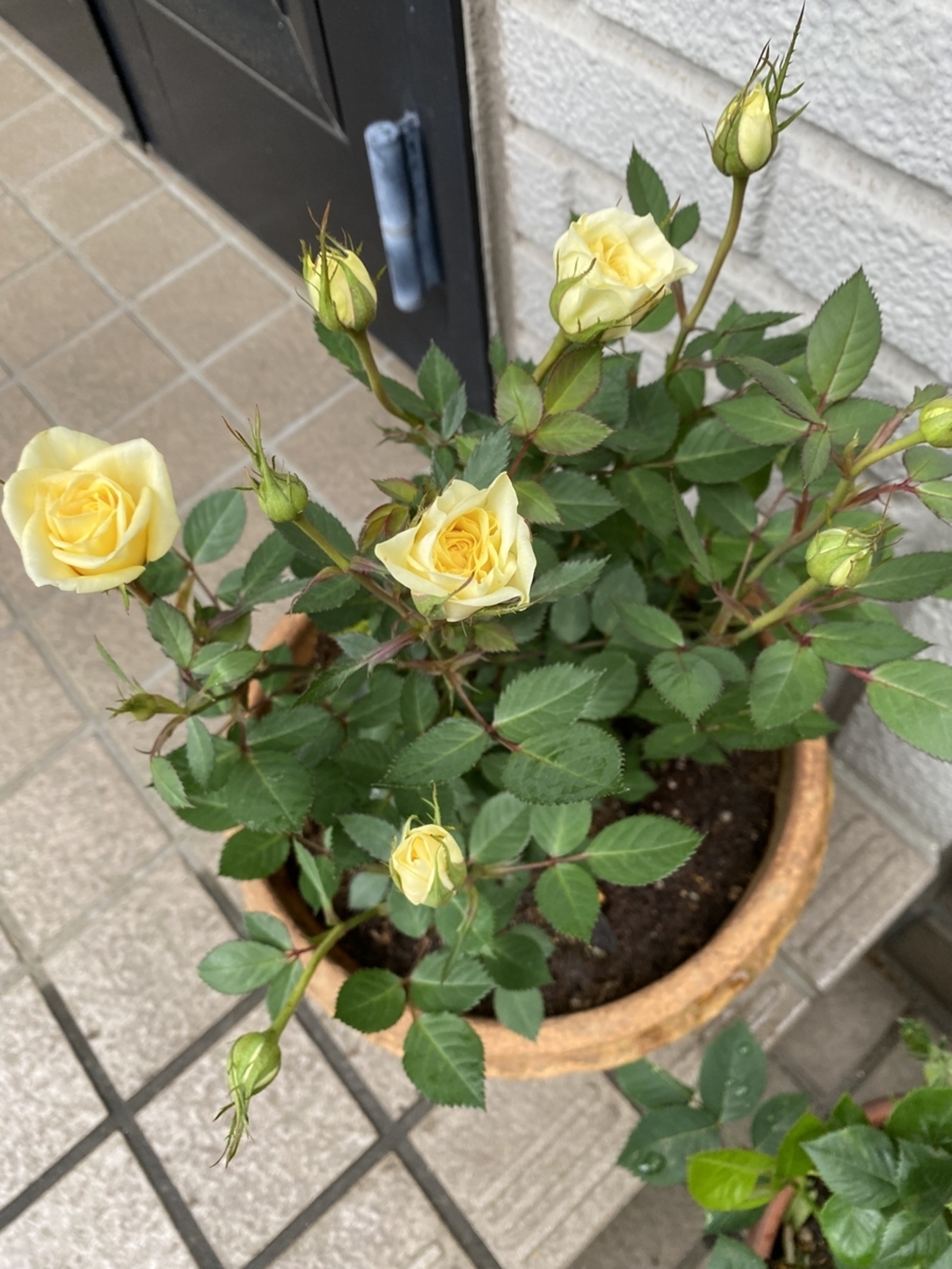 体が固まりそうで・・・ - 散歩の道すがら